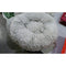 Dog Beds for Small Dogs round Plush Cat Litter Kennel Pet Nest Mat Puppy Beds